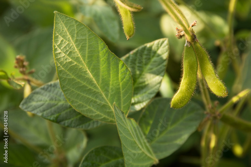 Agricultural soybean flower and pods plantation background on sunny day. Green growing soybeans against sunlight.