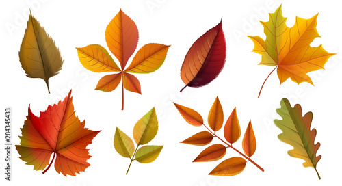 Autumn leaves collection, including maple, chestnut, grape, oak and rose leaf. Vector illustration isolated on white background, with colors of the fall like yellow, orange and red, for fall template 