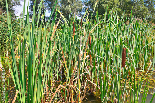 Fotografie Acorus calamus,  also called sweet flag or calamus
