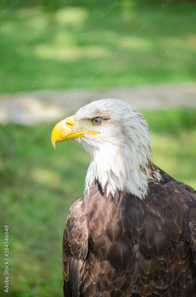 Aguila calva de perfil con sol Aguila calva de perfil con sol
