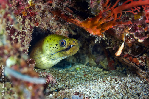 Moray eel poked out of the hole waiting for prey