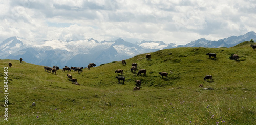 herd of cows grazing on alpine meadows, mountains of Serodoli and Zeledria peak, Dolomites, Madonna di Campiglio, summer, sun, travel, Alps, Trentino, Alto Adige, Italy