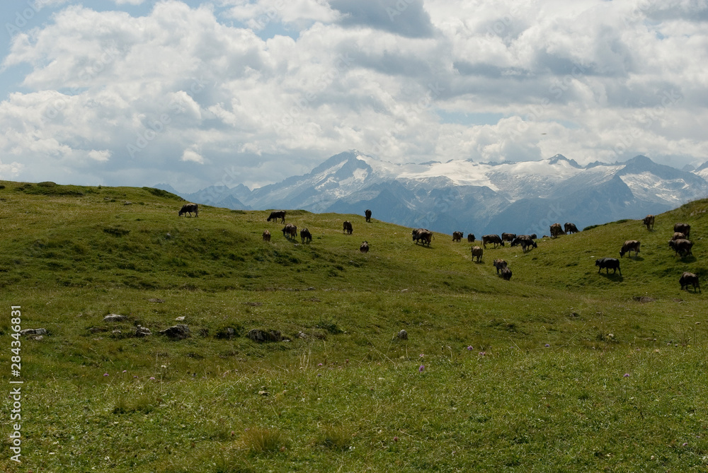 Fototapeta premium herd of cows grazing on alpine meadows, mountains of Serodoli and Zeledria peak, Dolomites, Madonna di Campiglio, summer, sun, travel, Alps, Trentino, Alto Adige, Italy