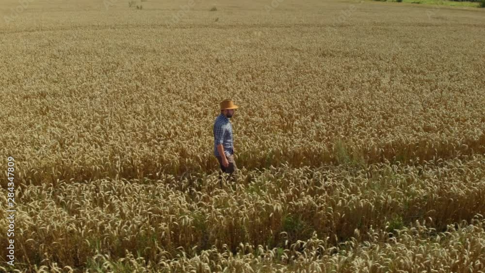 Farmer in Hat in Young Wheat Field and Examining Crop. Aerial View Man Walking Through Wheat Field. Wheat Field Farmer Walking Landscape Nature Agriculture Growth Drone Footage Man Sky. 4K UHD Farmer in Hat in Young Wheat Field and Examining Crop. Aerial View Man Walking Through Wheat Field. Wheat Field Farmer Walking Landscape Nature Agriculture Growth Drone Footage Man Sky. 4K UHD