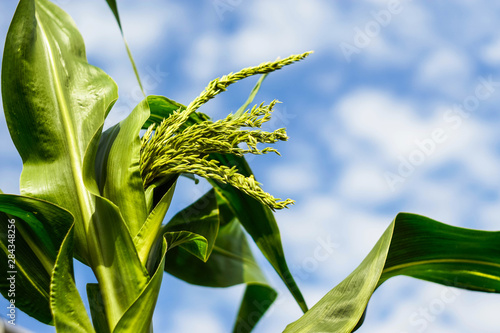 Photography inflorescence and leaves of maize against the background of sky and clouds