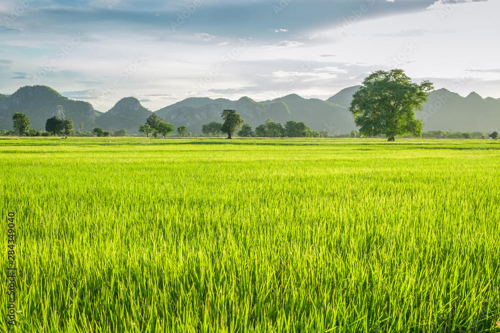 Thai Rice Field 2