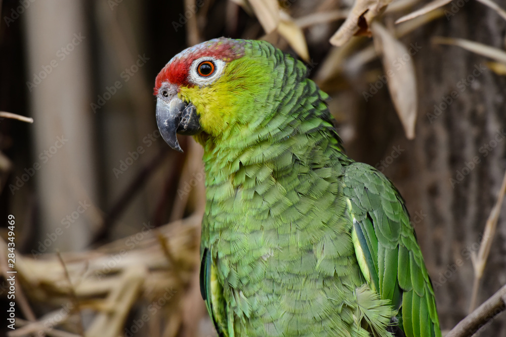 Obraz premium amazone d'équateur