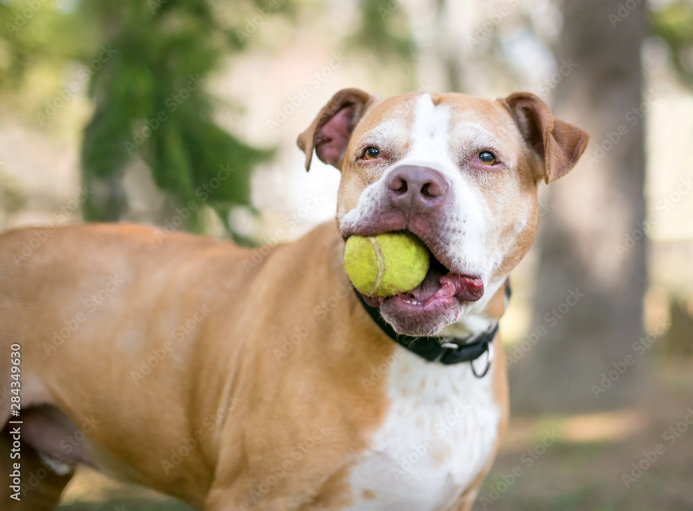 A red and white Pit Bull Terrier mixed breed dog holding a ball in its mouth