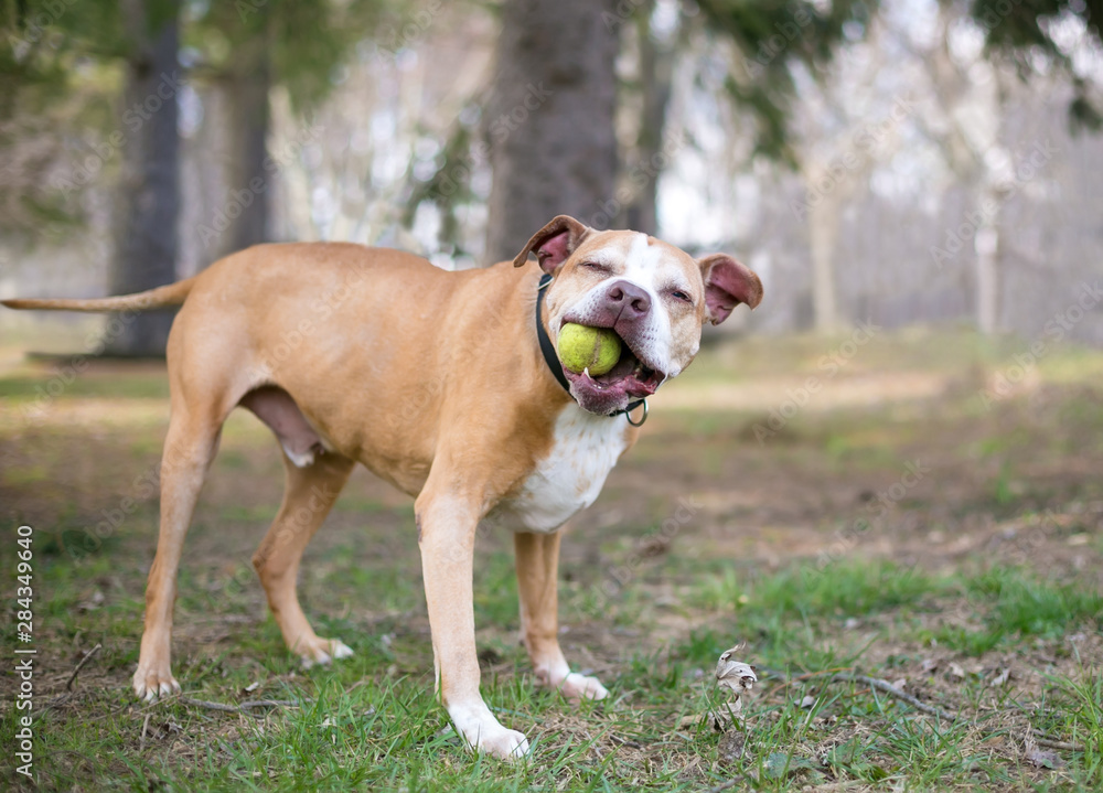 A red and white Pit Bull Terrier mixed breed dog holding a ball in its mouth