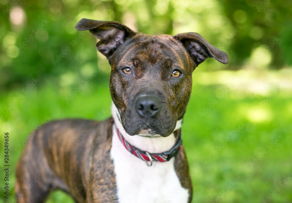 A brindle and white Pit Bull Terrier mixed breed dog with floppy ears looking directly at the camera