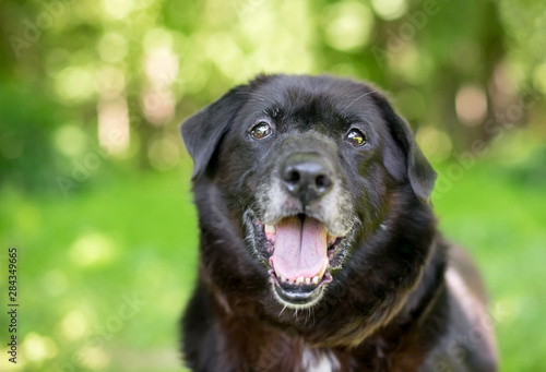 A black senior mixed breed dog outdoors with a happy expression