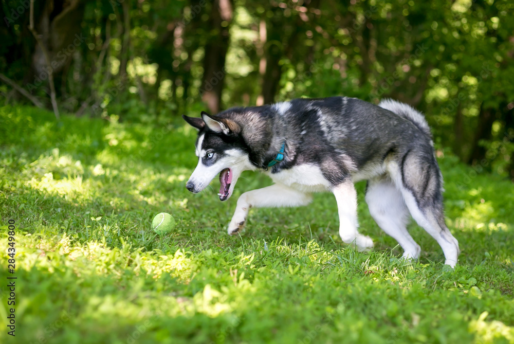 A purebred Siberian Husky dog chasing a ball outdoors