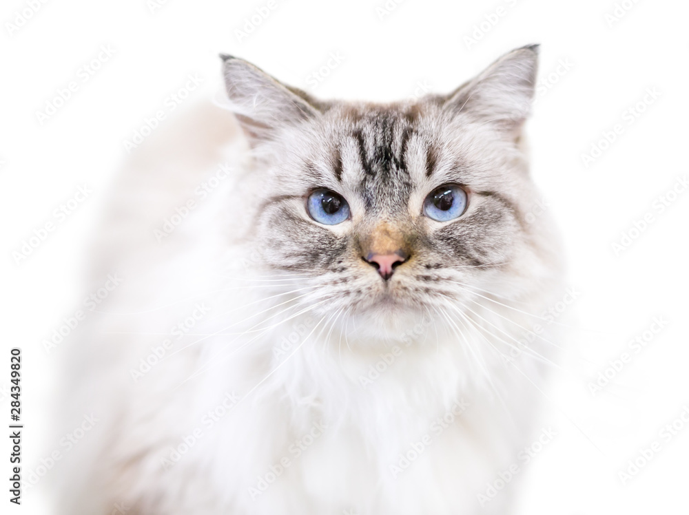 A beautiful fluffy Birman cat with tabby point markings and blue eyes