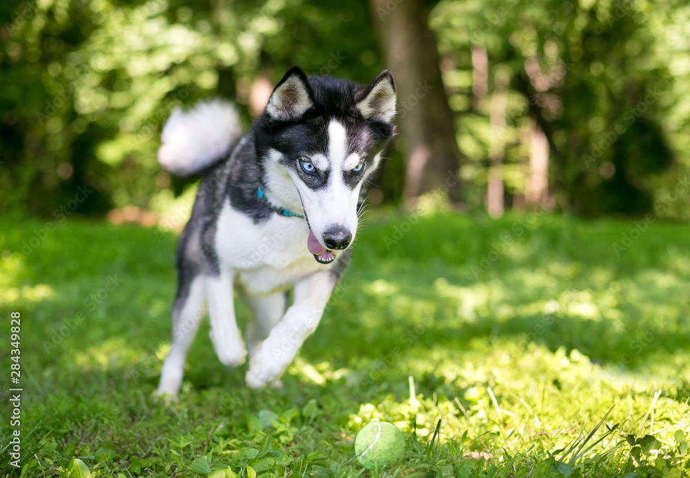A purebred Siberian Husky dog chasing a ball outdoors