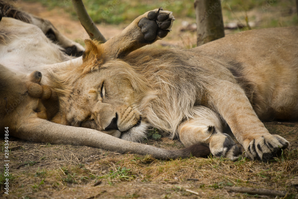 Fototapeta premium lion en pleine nature