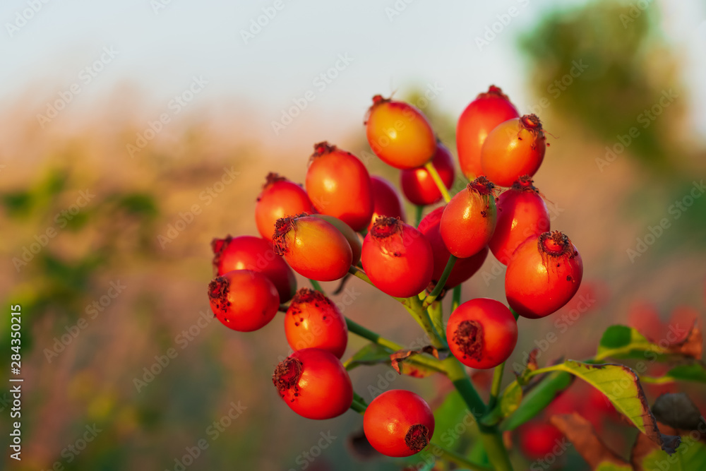 Close-up of red rose hips on the branches of a bush Close-up of red rose hips on the branches of a bush