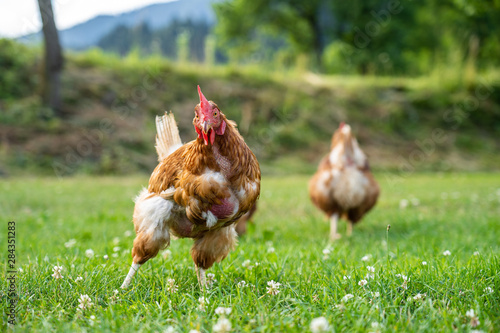 freilaufende Hühner auf der grünen Wiese