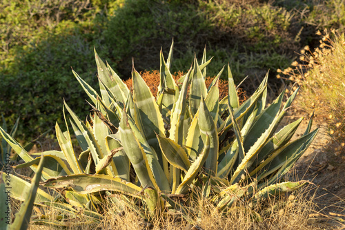 Agave Americana plant (Variegated Agave) on a sunny summer day in Datca. photo