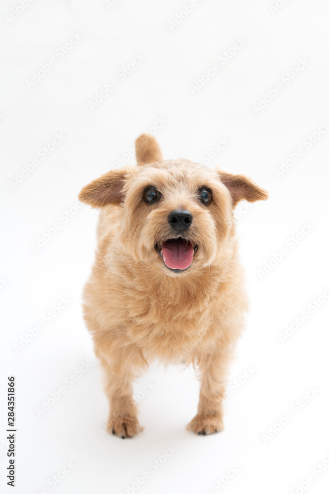 Norfolk Terrier dog isolated on white background Norfolk Terrier dog isolated on white background