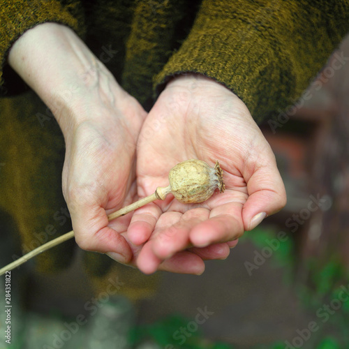 Hands holding opium plant