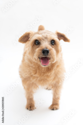 笑顔のノーフォークテリア犬