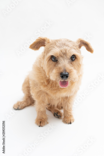 Tired Norfolk Terrier dog isolated on white background