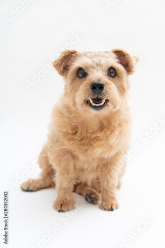 Norfolk Terrier dog isolated on white background