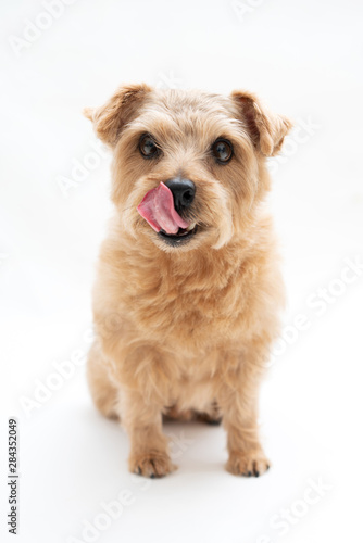 舌なめずりするノーフォークテリア犬