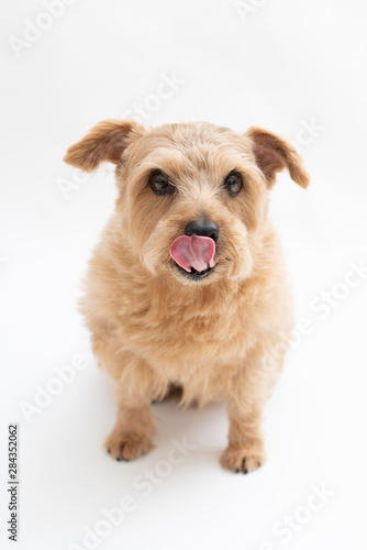 Norfolk Terrier dog isolated on white background © blanche