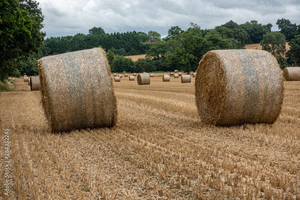 Two rolled up hay bales sitting in a field with numerous others in the background