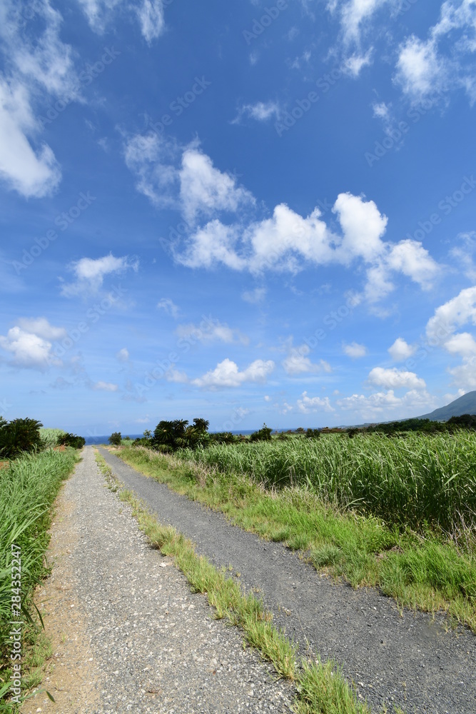 徳之島　