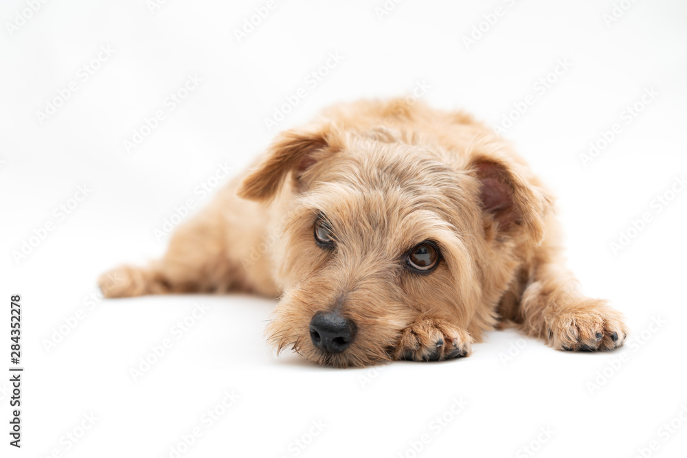 ノーフォークテリア 犬