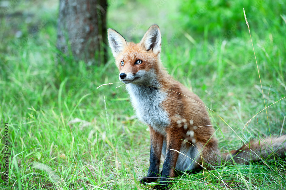 wild red fox wild red fox
