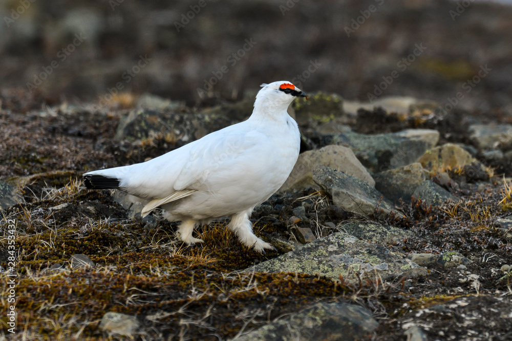 Lagopède alpin, male, .Lagopus muta, Rock Ptarmigan Lagopède alpin, male, .Lagopus muta, Rock Ptarmigan