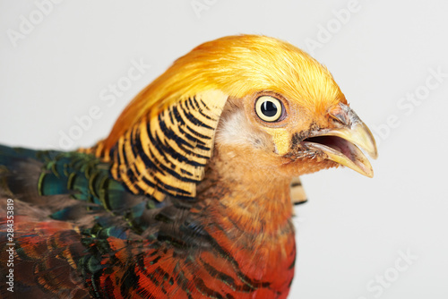 Colorful headshot of pheasant