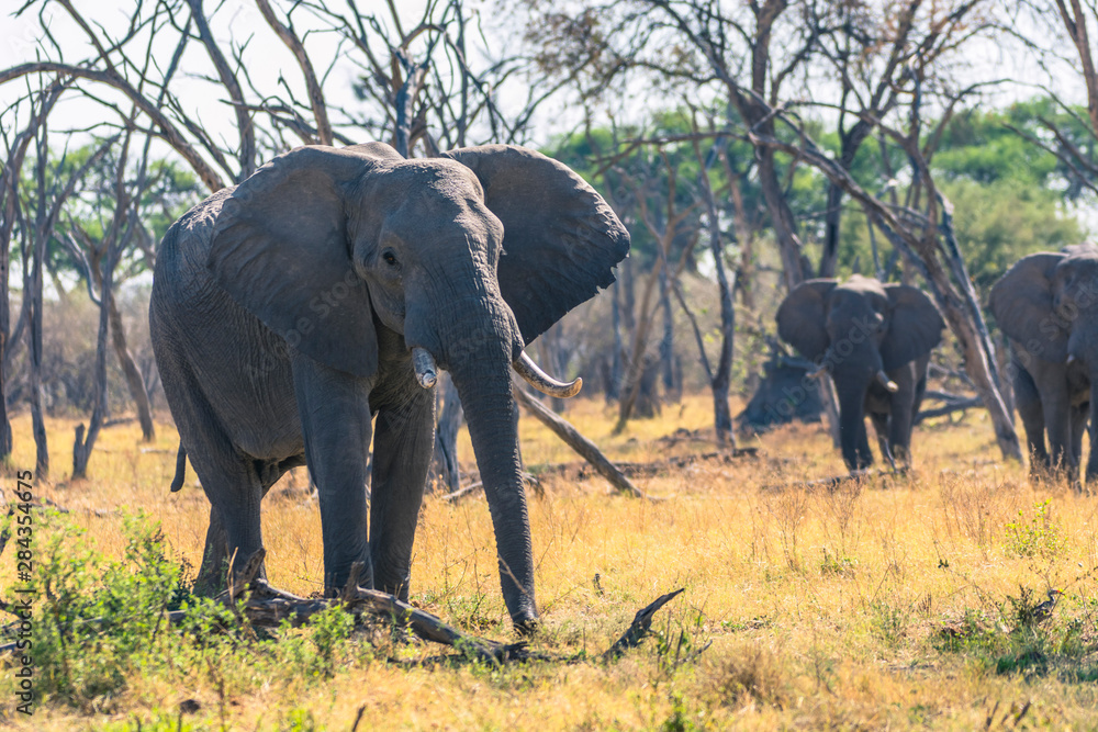 Fototapeta premium Botswana. Okavango Delta. Khwai Concession. Elephants walking through bare trees to the river.