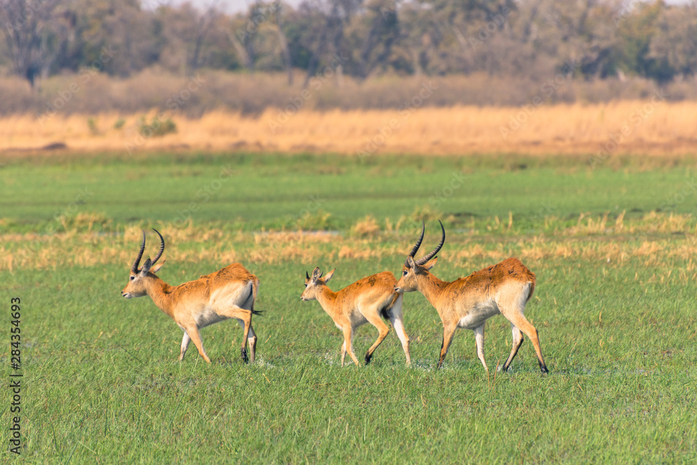 Botswana. Okavango Delta. Khwai Concession. Red lechwe (Kobus leche) running through the water. Botswana. Okavango Delta. Khwai Concession. Red lechwe (Kobus leche) running through the water.