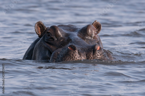 A large hippopotamus, (hippopotamus amphibius), watches from the Chobe river, Botswana, Africa.