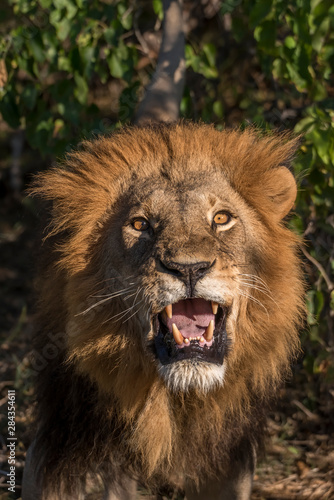 Africa  Botswana  Moremi Game Reserve. Close-up of male lion. Credit as  Jones   Shimlock   Jaynes Gallery   DanitaDelimont.com