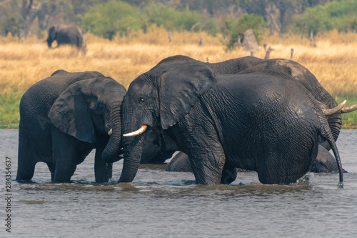 Botswana. Okavango Delta. Khwai Concession. Two young male elephants  Loxodonta africana  playing in the water.