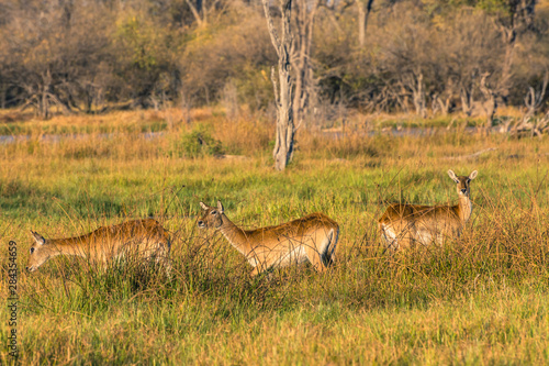 Fototapeta Naklejka Na Ścianę i Meble -  Botswana. Okavango Delta. Khwai Concession. Reedbuck (Redunca arundinum)