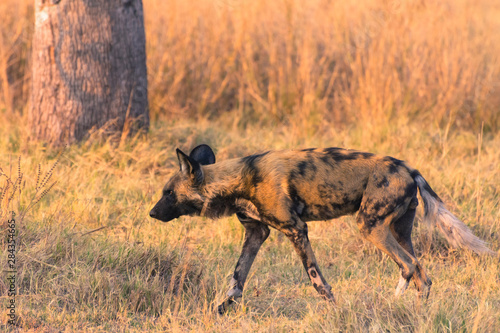 Botswana. Okavango Delta. Khwai Concession. Pack of African wild dogs (Lycaon pictus) looking out for prey.