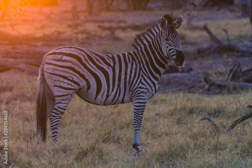 Botswana. Okavango Delta. Khwai Concession. Burchell s zebra  Equus quagga burchellii  at sunrise