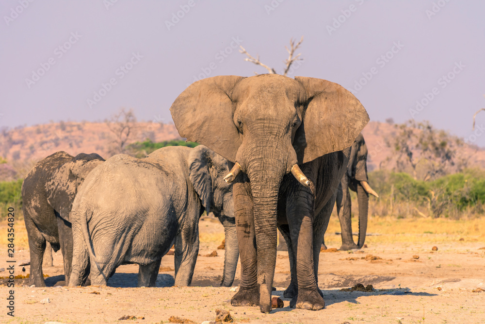 Fototapeta premium Botswana. Chobe National Park. Savuti. Harvey's Pan. Elephants (Loxodonta africana)