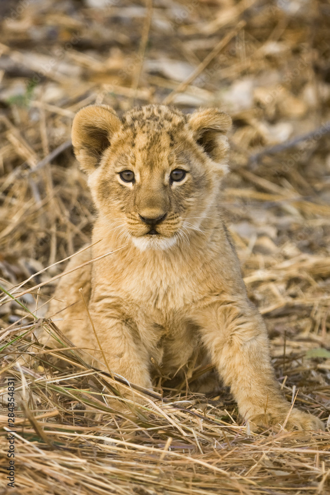 Obraz premium Okavango Delta, Botswana. Close-up of lion sitting.