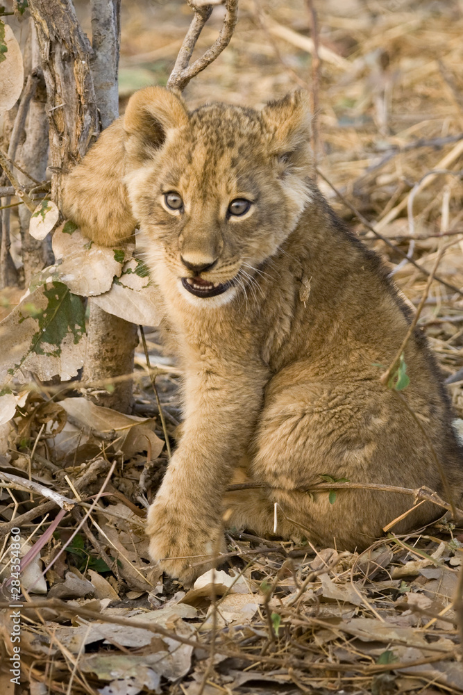 Obraz premium Okavango Delta, Botswana. Close-up of lion cub with paw stuck in twigs.