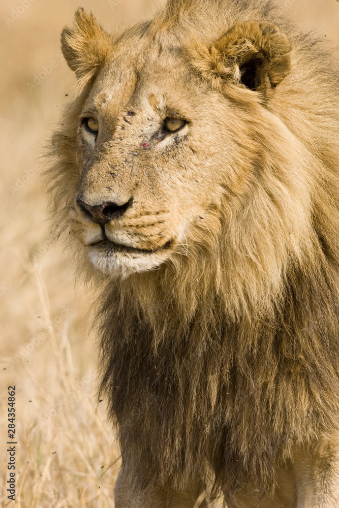 Okavango Delta, Botswana. Close-up of lion.