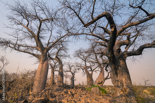 Botswana. Chobe National Park. Savuti. Baobab trees  Adansonia digitata  with branches like gnarled hands.