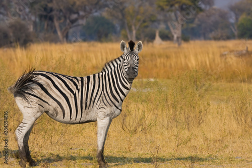 Okavango Delta  Botswana  Africa. Profile view of a Plains Zebra.