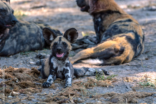 Botswana. Chobe National Park. Savuti. African wild dog (Lycaon pictus) puppy.